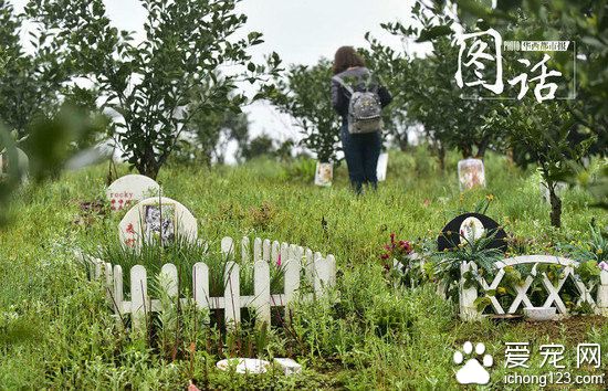 成都龙泉驿区宠物公墓:最贵喊价1.2万