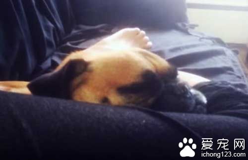 巴哥装睡忽悠主人 听到出去散步立刻破功！