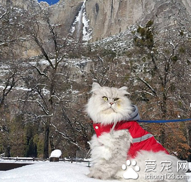 家长携带宠物外出旅行走红网络 引数万人效仿