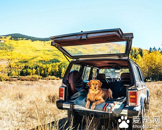 家长携带宠物外出旅行走红网络 引数万人效仿