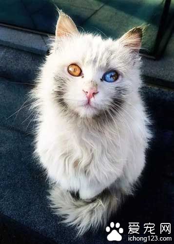 这些喵星人的眼睛，简直美翻了！