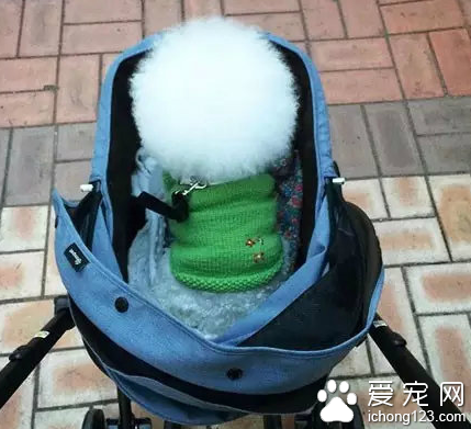 一颗超大的棉花糖！