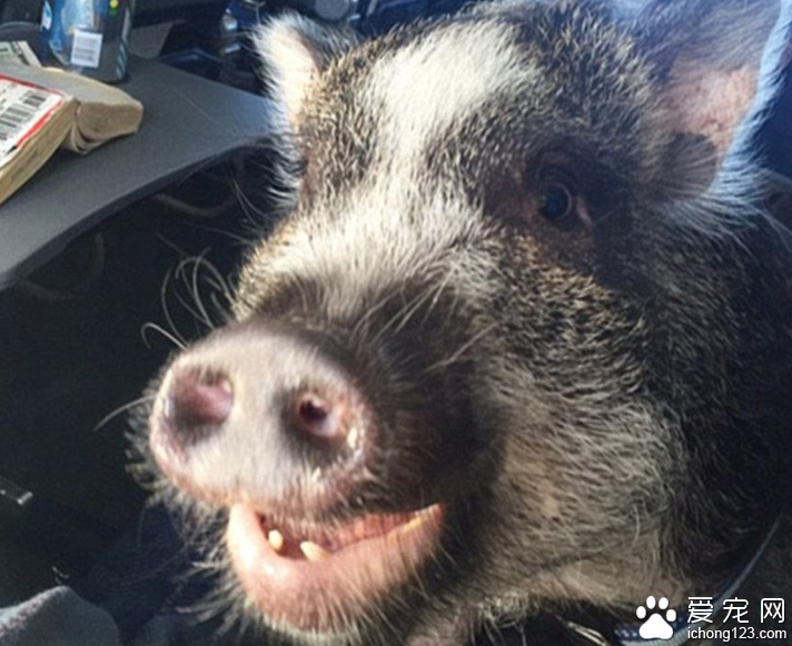 家长携带宠物外出旅行走红网络 引数万人效仿