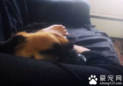 巴哥装睡忽悠主人 听到出去散步立刻破功！