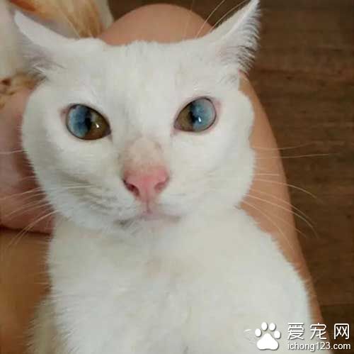 这些喵星人的眼睛，简直美翻了！