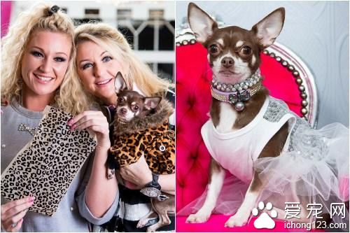 狗狗享奢华生活成名媛引领犬类时尚潮流（组图）