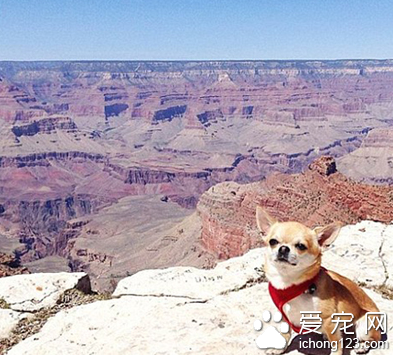 家长携带宠物外出旅行走红网络 引数万人效仿