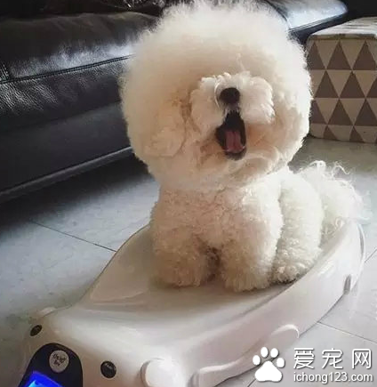 一颗超大的棉花糖！