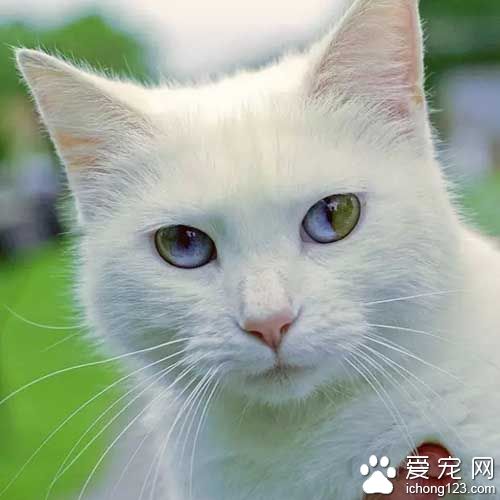 这些喵星人的眼睛，简直美翻了！