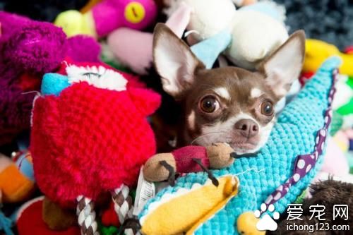 吉娃娃生活超享华成名媛 网友叹“人不如狗”