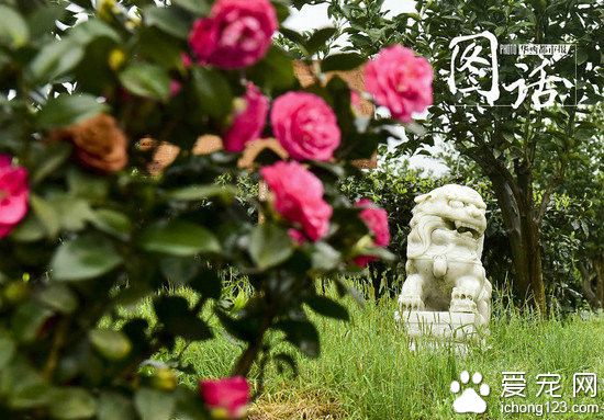 成都龙泉驿区宠物公墓:最贵喊价1.2万