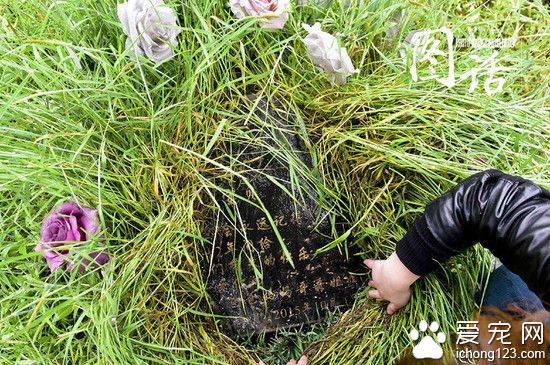 成都龙泉驿区宠物公墓:最贵喊价1.2万