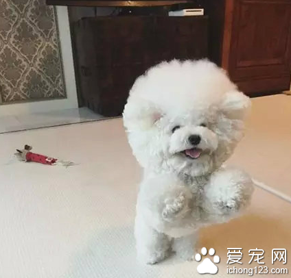 一颗超大的棉花糖！