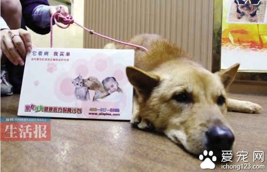 广西首例！女子给土狗买“医保” 你会给宠物买吗