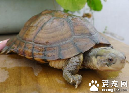 乌龟会咬人吗 喙很坚硬有可能伤害到我们