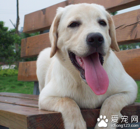 拉布拉多会咬人吗 要纠正狗狗咬人行为