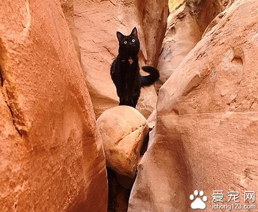 家长携带宠物外出旅行走红网络 引数万人效仿