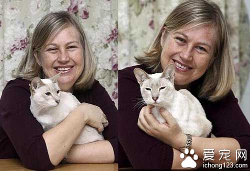 英国暹罗猫被困邮包内8天没吃没喝顽强存活