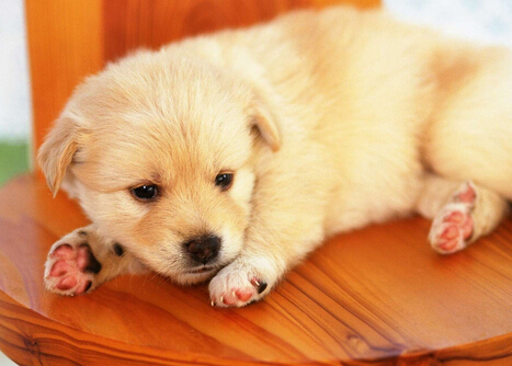 狗得了犬瘟怎么治疗 要与感冒分清楚