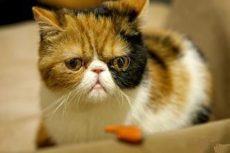 猫咪爱吃什么 避免喂食人用食物