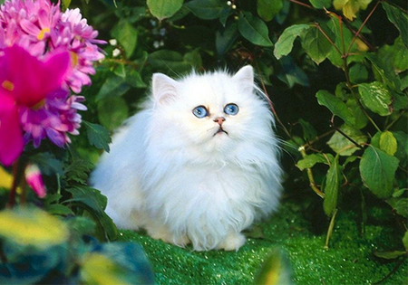 猫咪老是叫怎么回事 可能到了猫咪发情期