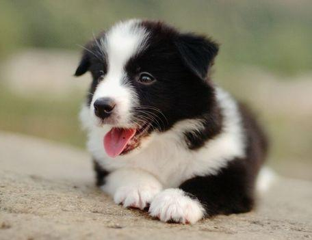 边牧吃什么狗粮好 要注重食品的保质期