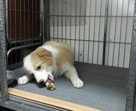 狗骨头吃多了怎么办 容易刮到肠胃