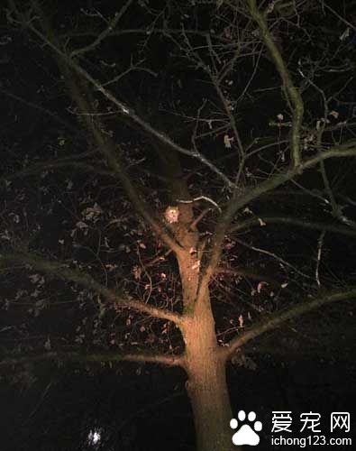 橘猫受困树上饱受惊吓 救援后终于放松并学着信任人