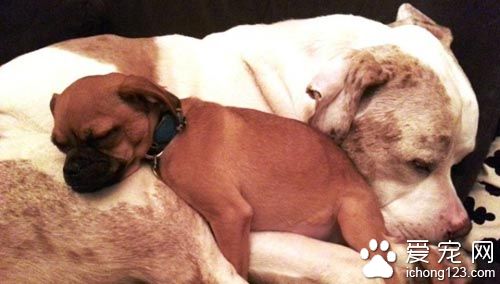 重达１００磅的大狗狗其实是温柔的小伙伴