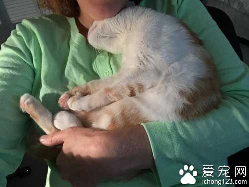 橘猫就爱躺猫奴胸口 原来背后有心酸故事