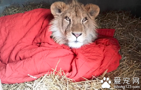 小狮子被弃养 缺乏安全感的它紧抱被子不松手