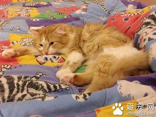 橘猫受困树上饱受惊吓 救援后终于放松并学着信任人