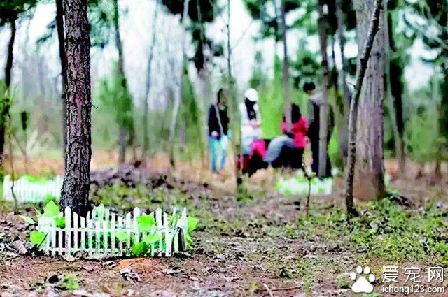 武汉首座宠物公墓1年接500单 大型犬火化费上千