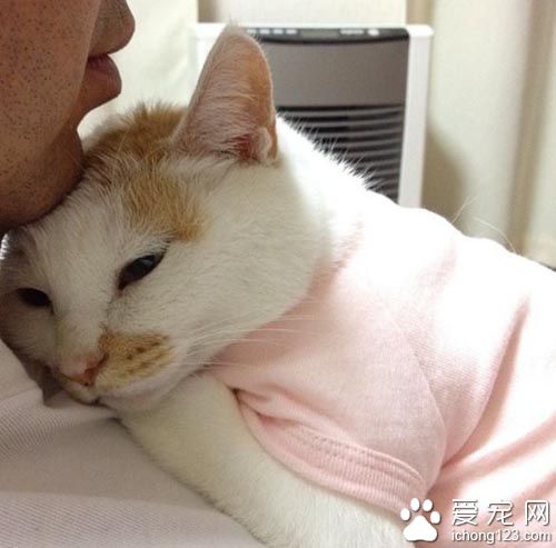 用心的猫奴爱替猫咪穿衣打扮 背后是奴才满满的爱！