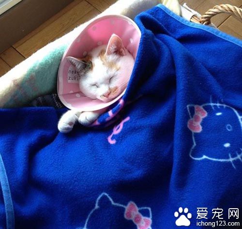 用心的猫奴爱替猫咪穿衣打扮 背后是奴才满满的爱！