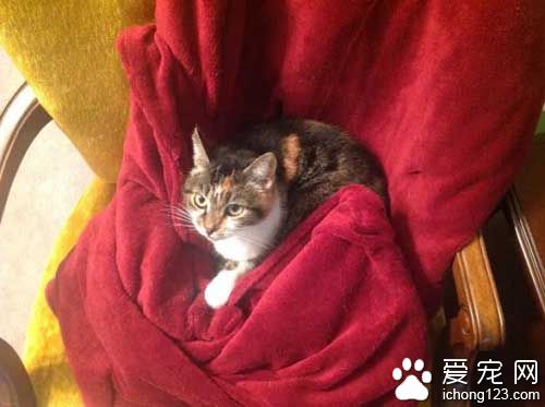 橘猫就爱躺猫奴胸口 原来背后有心酸故事