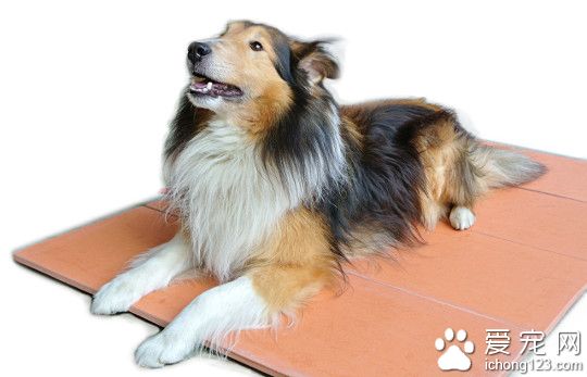 母狗怀孕有什么症状 怀孕诊断的2个方法