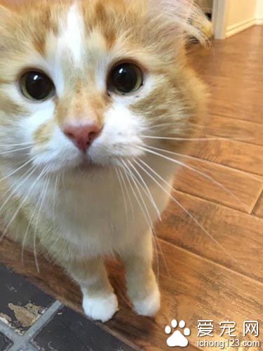 橘猫受困树上饱受惊吓 救援后终于放松并学着信任人