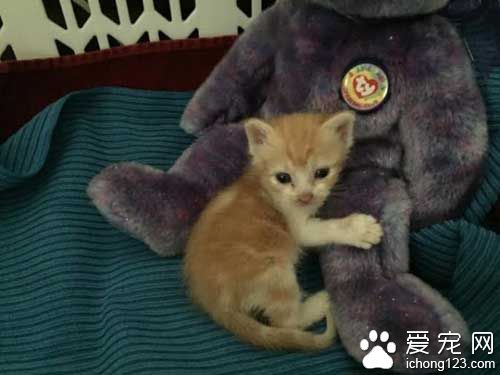 橘猫就爱躺猫奴胸口 原来背后有心酸故事