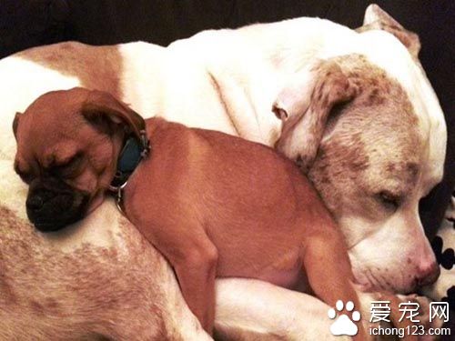 重达１００磅的大狗狗其实是温柔的小伙伴