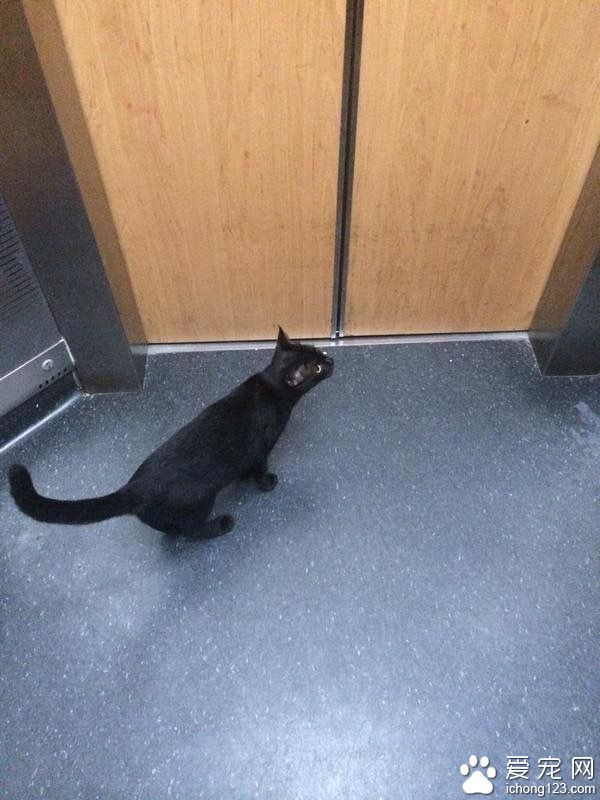 网友搭电梯遇黑猫 到底它想去哪儿？