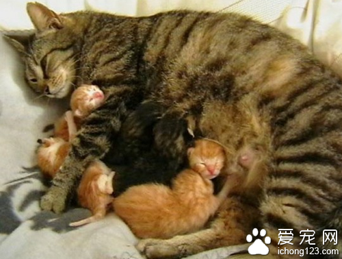 流浪猫自己选主人还送“大礼” 生了6只小猫咪