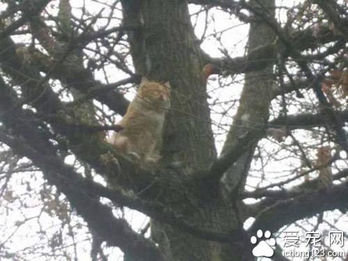 橘猫受困树上饱受惊吓 救援后终于放松并学着信任人