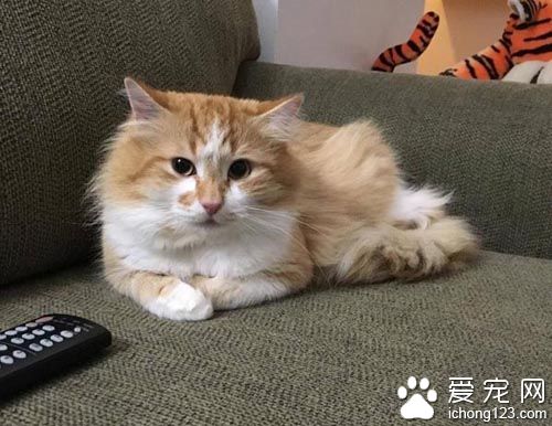 橘猫受困树上饱受惊吓 救援后终于放松并学着信任人