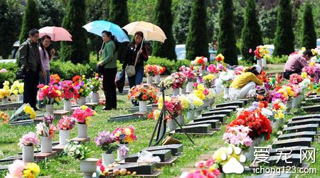 清明节将近，带宠物祭扫真的合适吗？