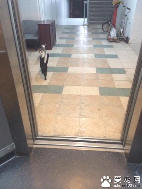 网友搭电梯遇黑猫 到底它想去哪儿？