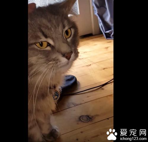 猫奴一开门超惊喜 猫咪叼着礼物走进来
