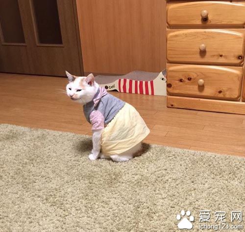 用心的猫奴爱替猫咪穿衣打扮 背后是奴才满满的爱！