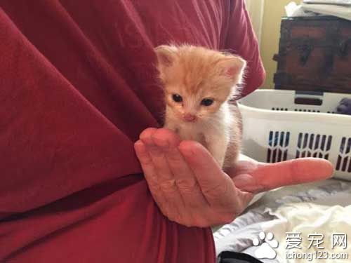 橘猫就爱躺猫奴胸口 原来背后有心酸故事