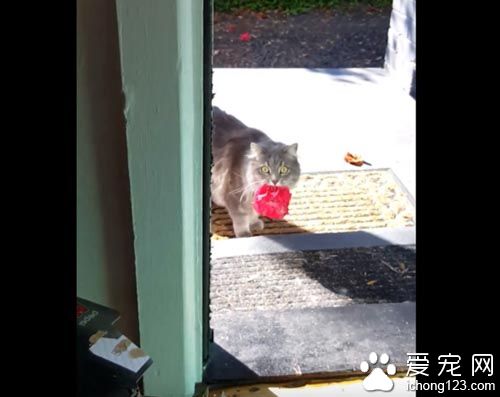 猫奴一开门超惊喜 猫咪叼着礼物走进来